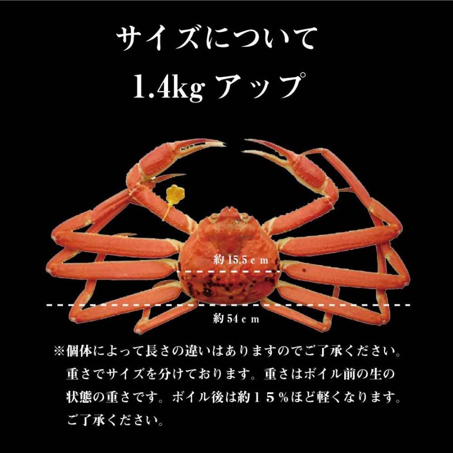 茹で越前がに 1.4kg 1パイ 冷蔵便 越前ガニ かに カニ 蟹 ズワイ ズワイガニ お取り寄せ 福井 かに カニ 蟹