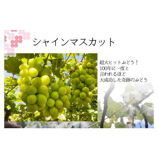 ふるさと納税 山梨県 笛吹市 ＜2024年先行予約＞もぎたてシャインマスカット2kg 157-021