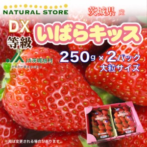 [予約 2024年1月5日-1月30日の納品] いばらキッス 2パック化粧箱 DX 約250g×2パック 茨城県産 いちご