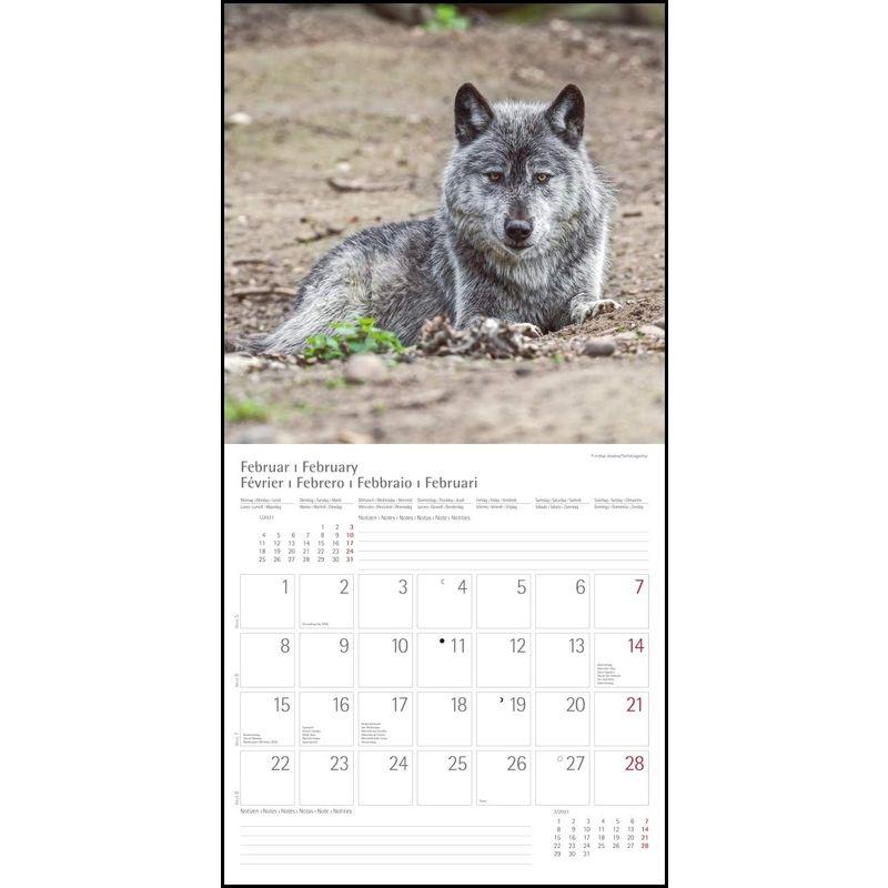 Woelfe Wolves Broschuerenkalender Wandkalender mit herausne