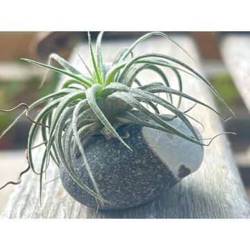 🌿手作🙌 台東麥飯石 x 白玉髓｜豆盆｜花器｜空氣鳳梨｜球根｜多肉植物🌱