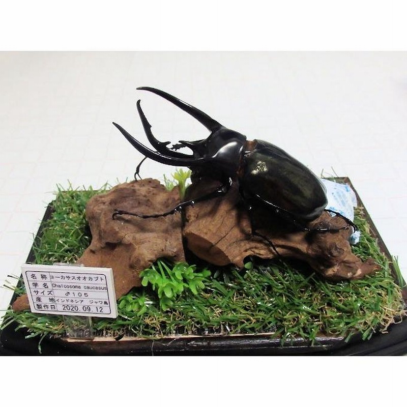コーカサスオオカブト ヘラクレスオオカブト オス×4 標本 （標本