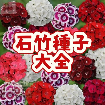 隔日達 ( 石竹種子大全) 當季新籽 發芽率高 新手易種易活 四季種植  開花不斷  陽台盆栽種子#自留種