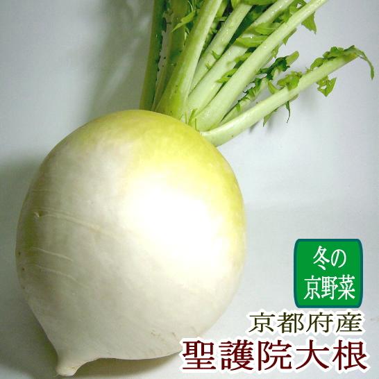 聖護院大根 しょうごいんだいこん 大玉 2Lサイズ 1個  京都府産 京野菜 京のブランド産品|淀大根 丸大根