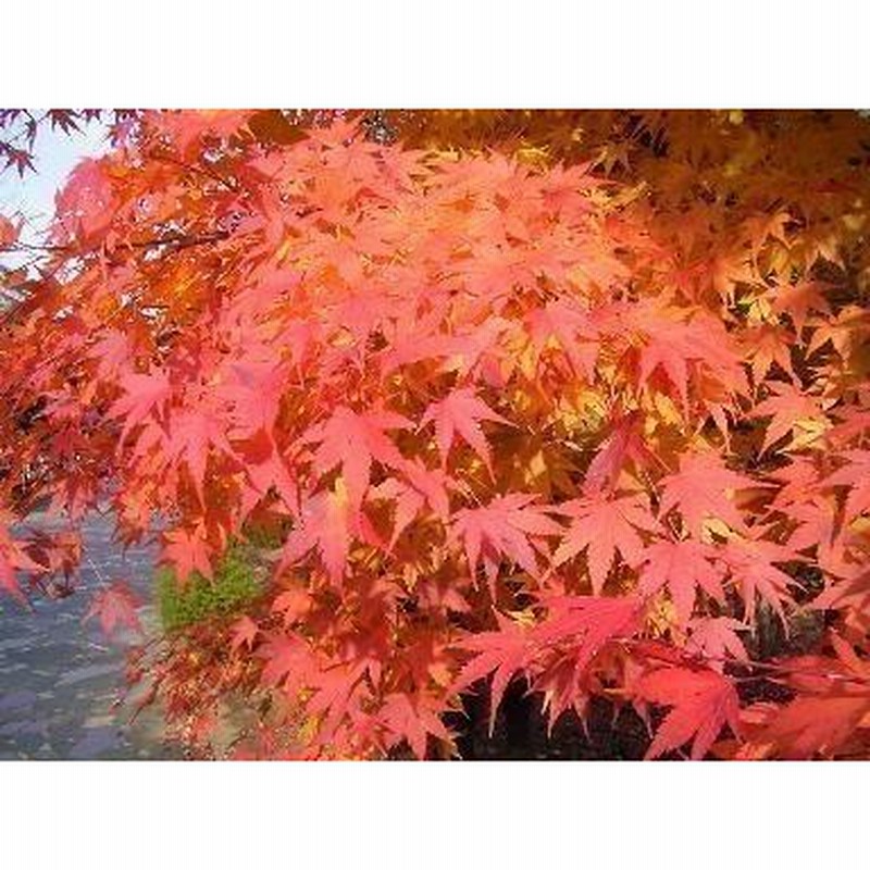 イロハモミジ 2.1m 大株1本立ち 紅葉-