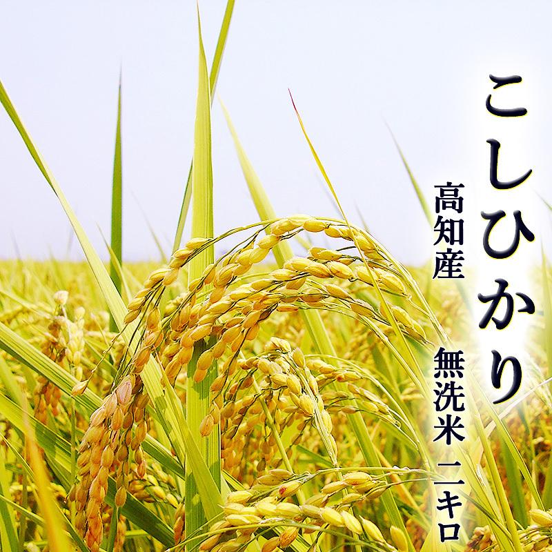 新米 こしひかり 2kg 無洗米 高知県産 令和５年産 BG米 精米 お米 こめ 白米 ご飯 ごはん コシヒカリ ギフト プレゼント 産地直送 銀シャリ