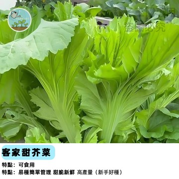 四季甜芥菜種子 【原裝芥菜】小芥菜 刈菜種子 包心芥菜 蔬菜種子 快速採收 家庭農場 陽台盆栽 火鍋蔬菜