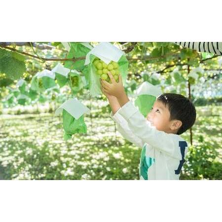 ふるさと納税 塩尻市産シャインマスカット1.8kg2024年9月下旬〜10月下旬頃発送 長野県塩尻市