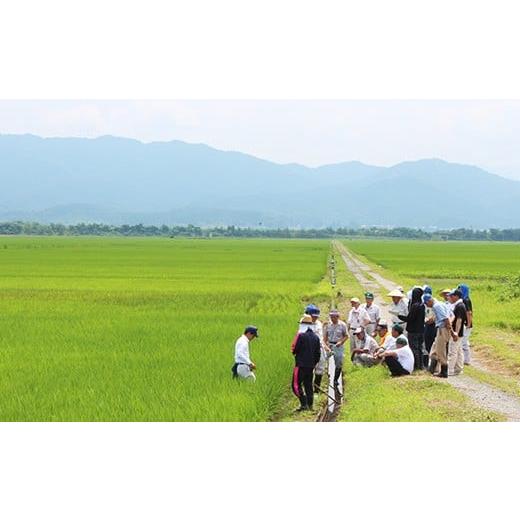 ふるさと納税 新潟県 胎内市 K63新潟県産コシヒカリ6kg（2kg×3袋）