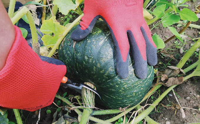 北海道 ふらの 特濃こふき かぼちゃ 無選別 約10kg (守田農園)