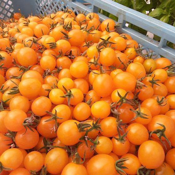 販売期間2024 06 15まで 野菜 トマト 黄色いミニトマト 産地直送