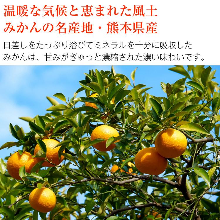 金峯みかん 2.5kg 熊本県産 秀 完熟 熊本みかん M L 2Lサイズおまかせ 希少 きんぽう 金峰 蜜柑 ミカン 常温便 同梱不可 指定日不可 産直