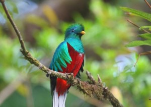 絵画風 壁紙ポスター ケツァール 世界一美しい鳥 幻の鳥 コスタリカ 鳥 キャラクロ Bqtl 001a2 版 594mm 4mm 通販 Lineポイント最大4 0 Get Lineショッピング