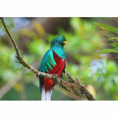 絵画風 壁紙ポスター ケツァール 世界一美しい鳥 幻の鳥 コスタリカ 鳥 キャラクロ Bqtl 001a2 版 594mm 4mm 通販 Lineポイント最大4 0 Get Lineショッピング