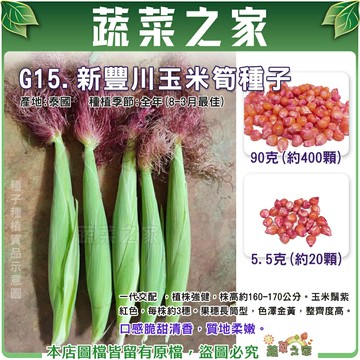 【蔬菜之家】大包裝G15.新豐川玉米筍種子90克(約400顆)(有藥劑) (共兩種包裝可選)