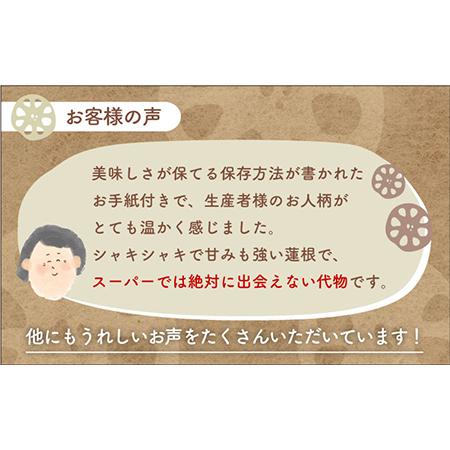 ふるさと納税 やみつきになる甘さ！ 松尾青果のこだわり白石れんこん 約1kg（500g×2袋） [IBD002] 佐賀県白石町