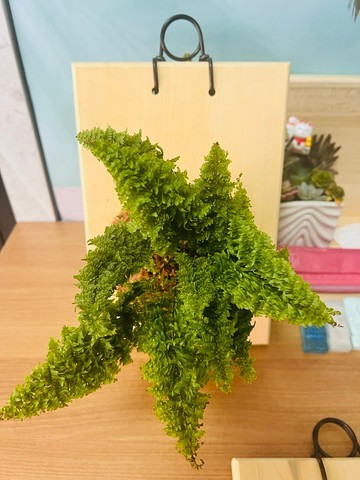原始自然板 小品上板 文青網美最愛 森林系壁植 畢業禮物