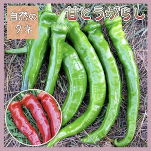 「甘とうがらし」 化学肥料 農薬不使用で栽培 家庭菜園 種 タネ ピーマン シシトウ 野菜