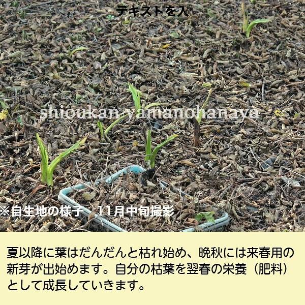 ミズバショウ 花芽付き大株素掘り苗2株 ビオトープ 水芭蕉 2024年開花見込み株 11月3日お届け開始