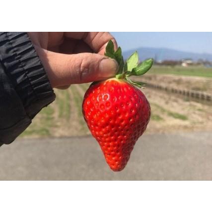 ふるさと納税 AE014_あま〜い！！キンド酵素栽培いちご 数量限定！.. 佐賀県みやき町