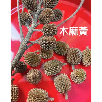 現貨（50個）木麻黃/乾燥種子 果實 手作 種子創作 花圈材料 天然素材