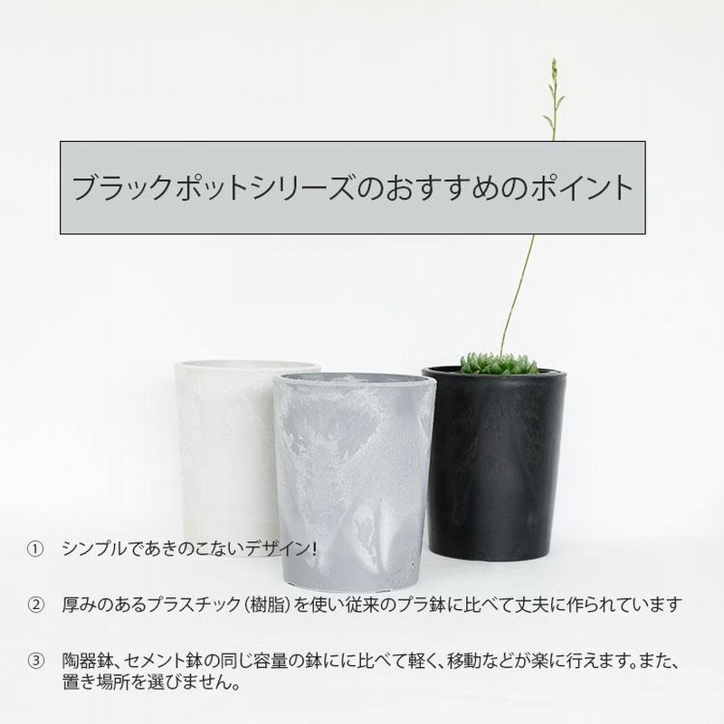カタチ製作所 バレル Tall Mサイズ マイカブラック 塊根植物 コーデックス コーデックス（塊茎植物）たくさん仕入れました！！ | casa