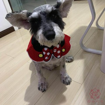 【買一送一】韓版寵物狗狗貓咪口水巾圍巾三角巾用品針織【櫻田川島】