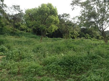 101金城郊區一條根產地沃土｜金門縣金城鎮蜈蚣山段