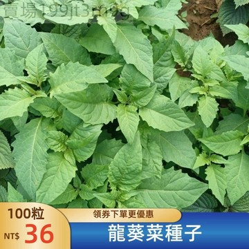 現貨 🥬【龍葵菜種子】🥬（500粒）農家龍葵種子 |野果黑悠悠小燕悠種籽 |春夏秋四季陽臺盆栽水果種籽 | 白花菜野菜籽