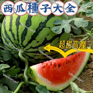 現貨💥多款西瓜種子大全 （100粒）巨型西瓜  8424麒麟瓜 西瓜盆栽 黑美人 水果種子 新手易種 超甜高產 西瓜種子