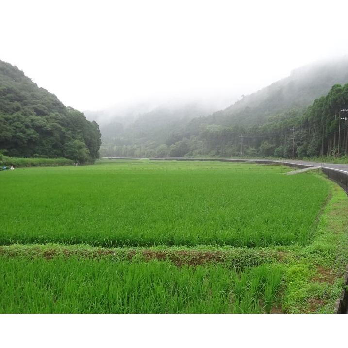 新米 令和5年産 特別栽培米 天草 コシヒカリ 5kg 熊本県 JAあまくさ産 玄米 白米 7分づき 5分づき 3分づき 