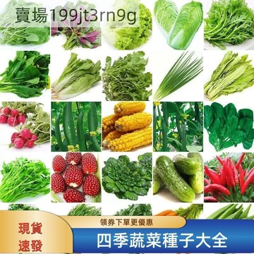 🥬【四季蔬菜種子大全】 🥬農家青葉菜 🍆茄子 薄荷 香菜 大蔥 番茄 空心菜 🌶️辣椒果菜 香料種子 庭院陽台盆栽可種