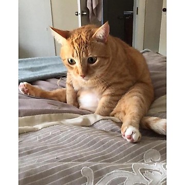 【RE】預購專用補單賣場