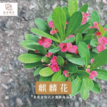 【拈花微笑】麒麟花｜3吋│窗邊植物│新手植物│淨化空氣│水泥盆│招財植物│觀葉植物│質感盆栽