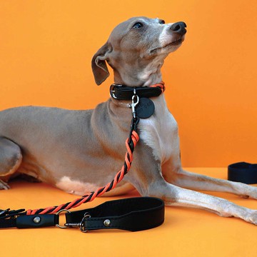 Reflex 寵物項圈和皮帶套裝，刻有名字，反光傘繩，真皮軟皮，狗