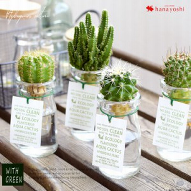 水耕栽培で育てるサボテン 観葉植物 多肉植物 インテリア ギフト 室内 おしゃれ 引越し祝い 新築祝い 開店祝い お祝い 開業祝い 周年祝い 通販 Lineポイント最大1 0 Get Lineショッピング