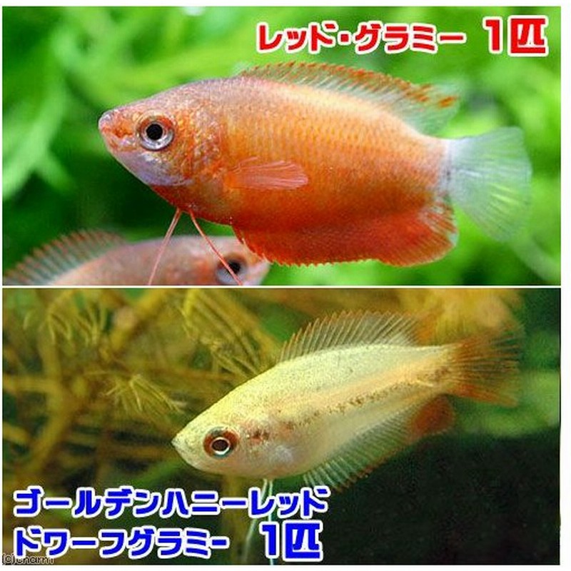 熱帯魚 ゴールデンハニーレッド ドワーフグラミー １匹 レッド グラミー １匹 北海道 九州航空便要保温 通販 Lineポイント最大0 5 Get Lineショッピング