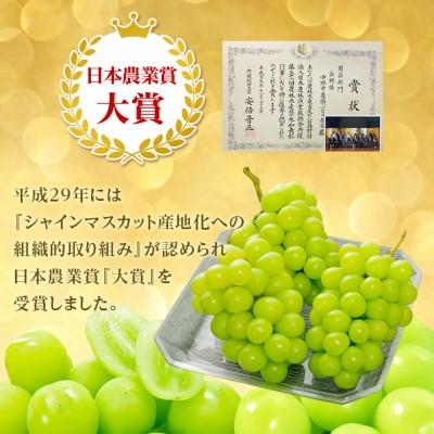 ふるさと納税 中野市 訳ありシャインマスカット3房1.3kg以上　ご自分へのご褒美　JA中野市から産直