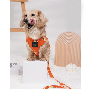 棉質親膚/環繞設計/自在舒適 | 狗胸背-小浣熊 Pawsholic爪迷