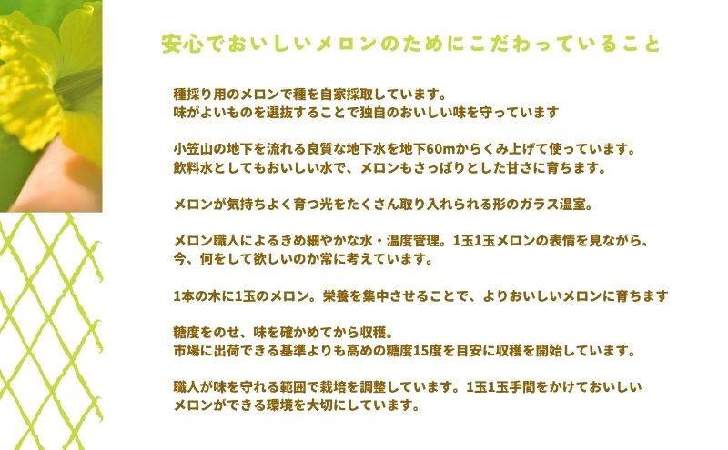 温室育ちのマスクメロン 良品 1玉 人気 厳選 ギフト 贈り物 デザート グルメ フルーツ 果物 袋井市