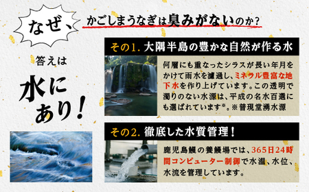 うなぎ 蒲焼 150g以上×4尾地下水で育てた絶品鰻