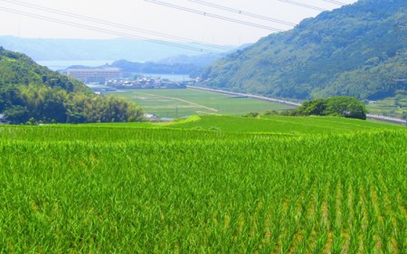 上場米こしひかり定期便（10kg×3ヶ月）