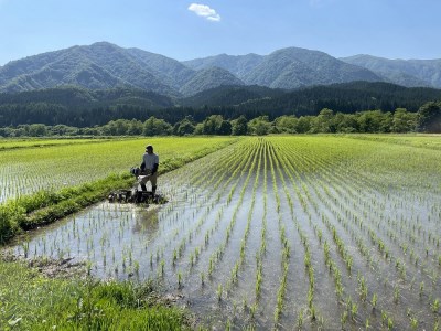 特別栽培米　蛍たる米コシヒカリ5kg