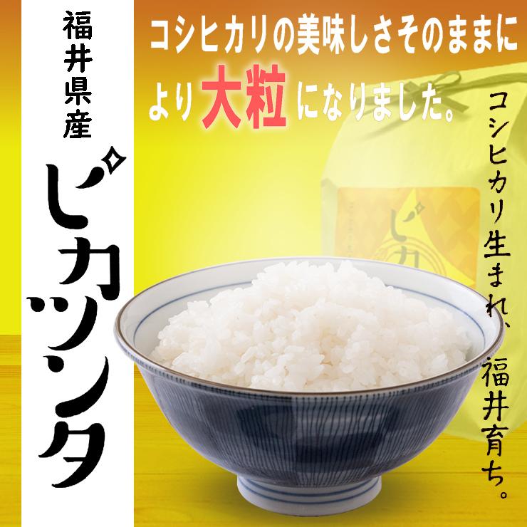 新米 米 20kg 5kg×4袋 ピカツンタ 福井県産 白米 令和5年産 送料無料