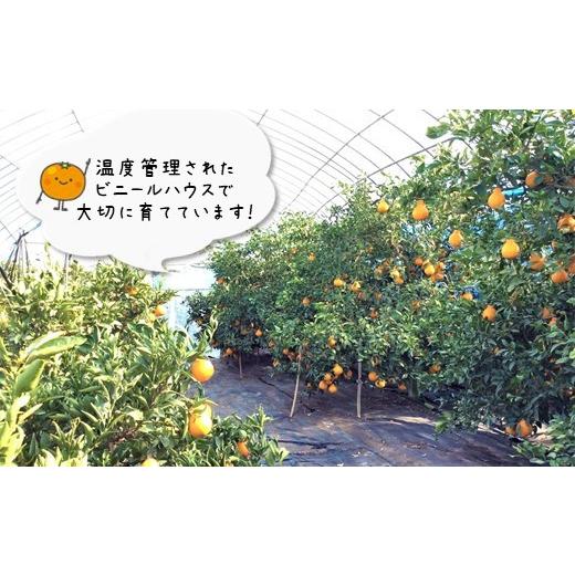 ふるさと納税 熊本県 玉名市 不知火 熊本玉名産 5kg