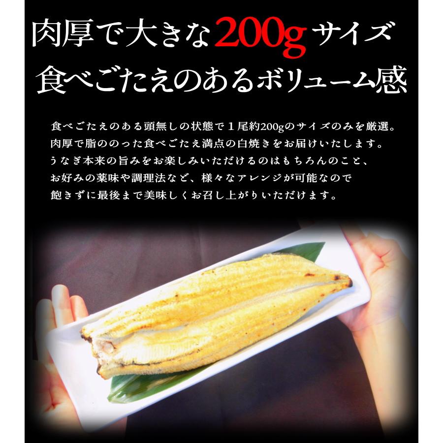 うなぎ 白焼き　鰻の白焼き　長焼き　鰻　うなぎ　白焼き　・うなぎ白焼き・