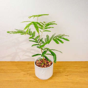 小豆樹 流線白陶盆栽 開幕盆栽推薦 桌上盆栽 送禮