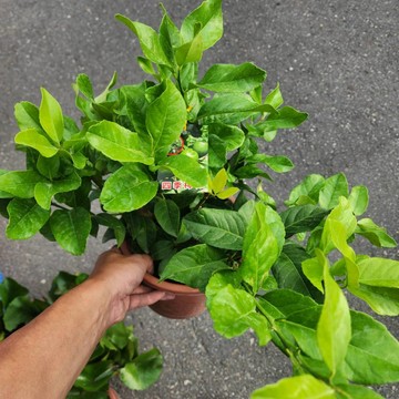 P老闆園藝~黃金檸檬 香水檸檬 四季檸檬 無籽檸檬 7吋盆 果樹 水果苗