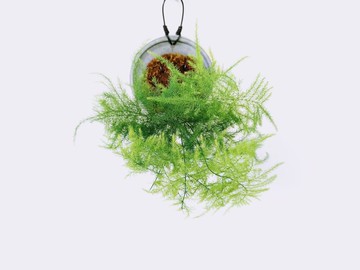 文竹│水泥上板植栽│室內植物│窗邊植物│觀葉植物