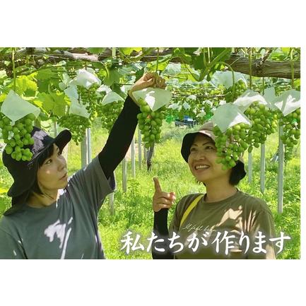 ふるさと納税 『特別栽培』自然塾夏のシャインマスカット（約1.2kg） 山梨県甲斐市